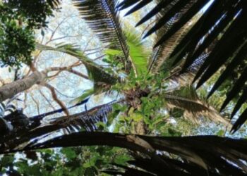 Foto: Thaise Emilio/IB-Unesp