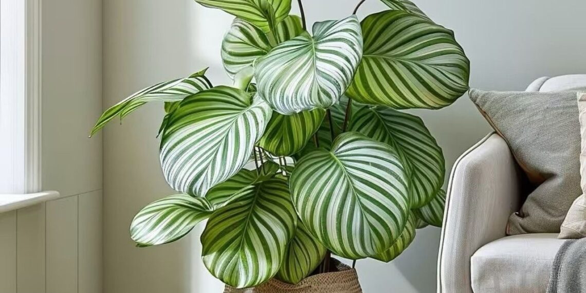 Calathea: a planta-zebra que transforma a decoração com textura, cor e movimento