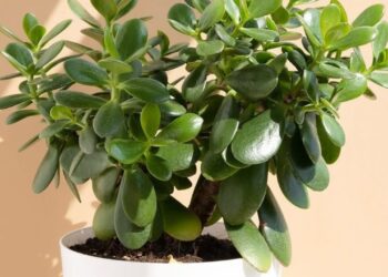 5 plantas de interior de baixa manutenção que elevam a energia da casa