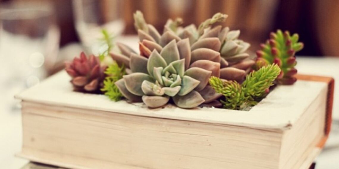 Suculentas não sumiram da decoração. Elas só pararam de aceitar qualquer vaso, qualquer luz, qualquer parede