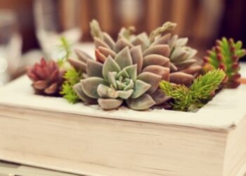 Suculentas não sumiram da decoração. Elas só pararam de aceitar qualquer vaso, qualquer luz, qualquer parede