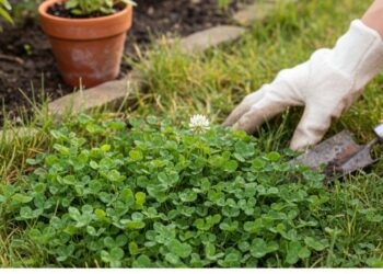 Trevos no seu jardim: vilões ou mensageiros do equilíbrio do solo?