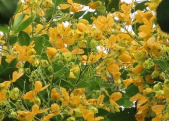 Fedegoso: a árvore nativa de flores amarelas que transforma calçadas e jardins com muito menos esforço do que você imagina
