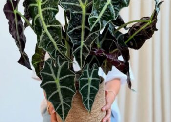 Alocasia Polly: a folhagem escultural que resolve o problema de ambientes sem personalidade