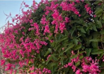 Amor-agarradinho: a trepadeira que cobre pergolados com flores rosadas e transforma jardins comuns em espaços visuais marcantes