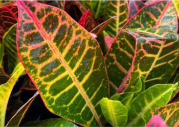 Croton: a planta que transforma jardins e interiores com cor e personalidade