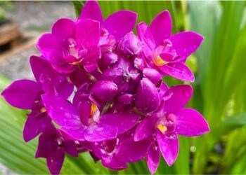 Conheça a orquídea grapete, que tem um agradável e inesperado cheiro de uva