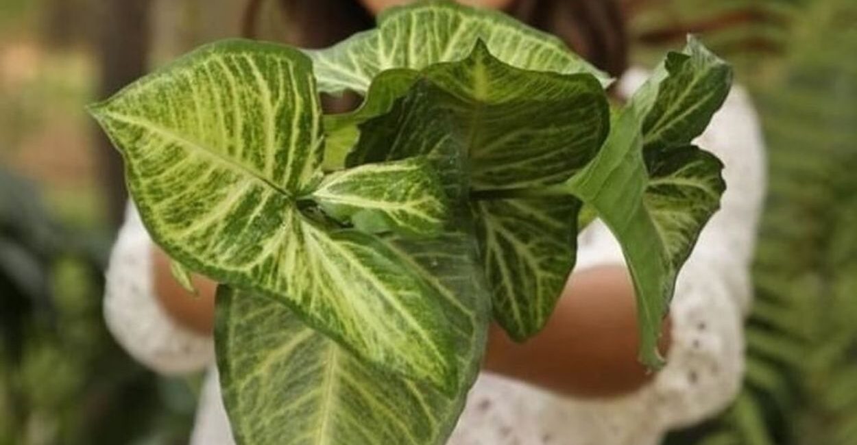 Foto: plantabilidade