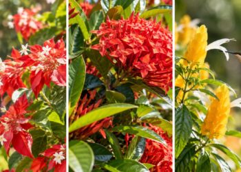 Flores que atraem beija-flores: veja quais plantar no quintal e os cuidados para elas florescerem o ano todo