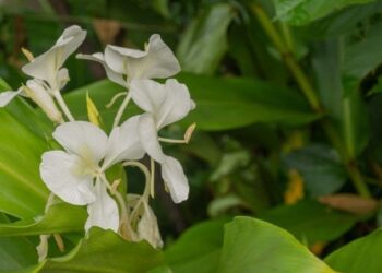 Lírio-do-brejo perde espaço em jardins brasileiros: entenda por que a planta virou alvo de controle perto de rios e nascentes
